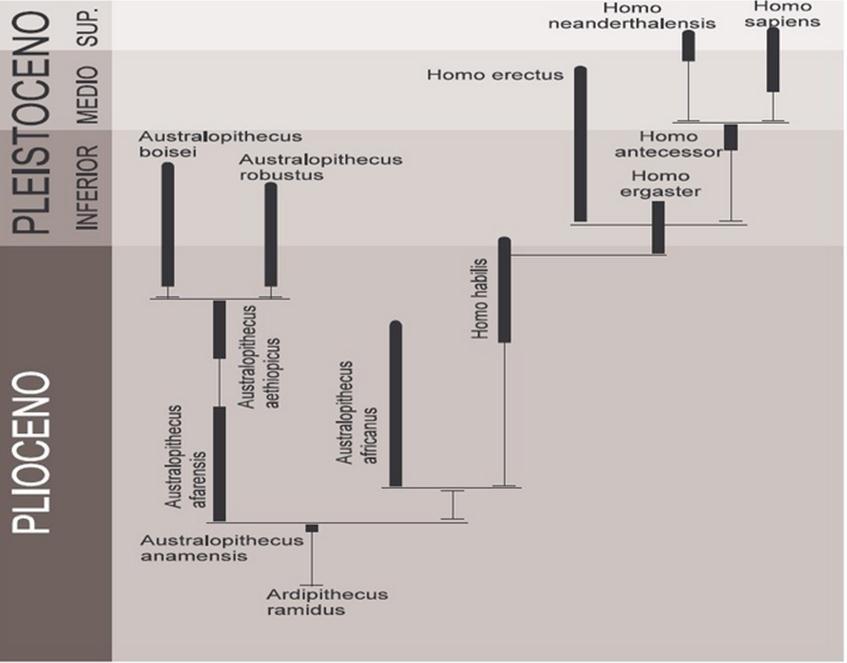 Evolución del Homo Sapiens