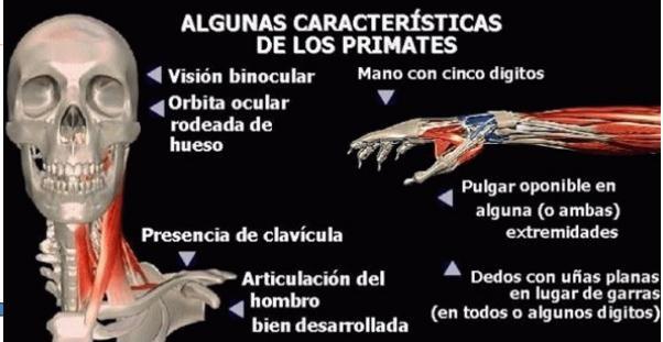 Características de los primates