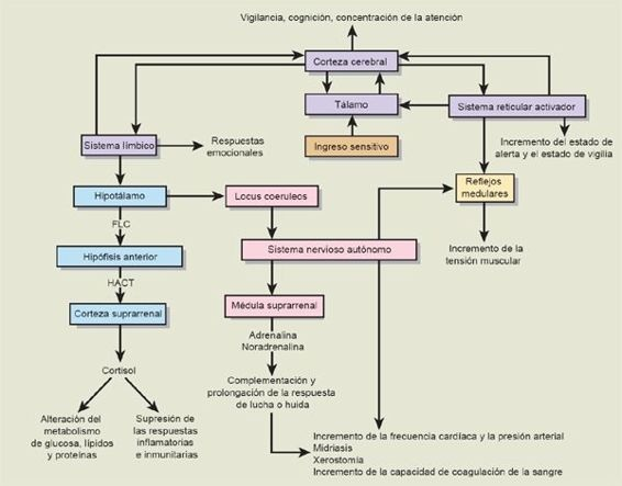 Vías neuroendocrinas