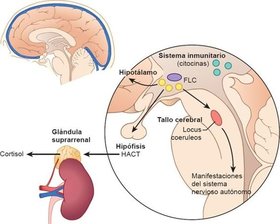 Regulación de la respuesta al estrés