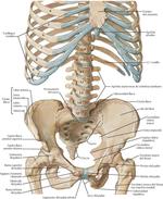 Pared Corporal del Abdomen