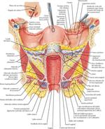 Útero, Vagina y Estructuras de Sostén